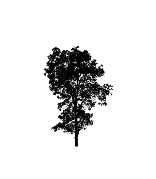 Silueta Árbol Para Pincel Sobre Fondo Blanco —  Fotos de Stock