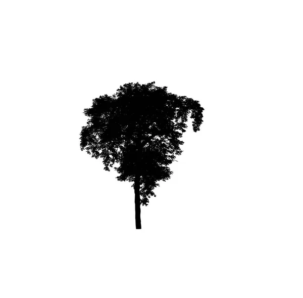 Silhouette Albero Pennello Sfondo Bianco — Foto Stock