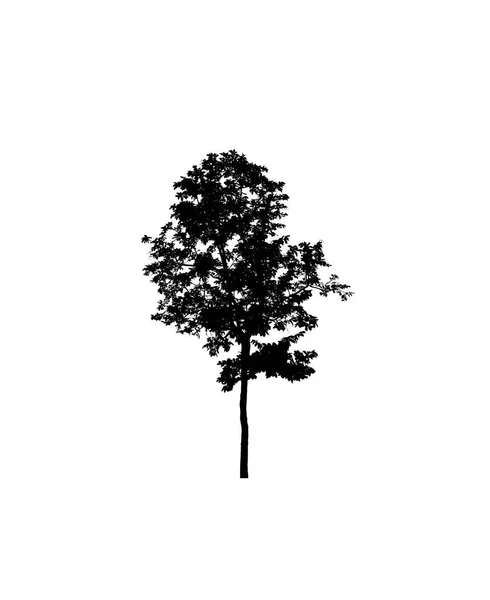 Siluet Pohon Untuk Kuas Pada Latar Belakang Putih — Stok Foto