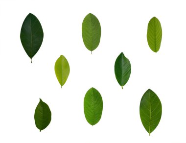 Beyaz bir arka plan üzerinde izole yaprakları topluluğu