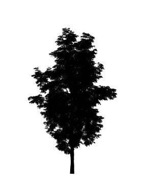 Beyaz arkaplanda fırça için ağaç silueti
