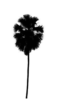 Beyaz arkaplanda fırça için ağaç silueti