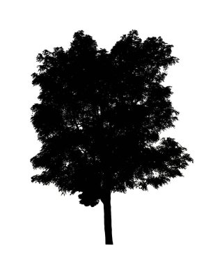 Beyaz arkaplanda fırça için ağaç silueti