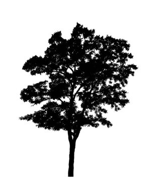 Beyaz arkaplanda fırça için ağaç silueti