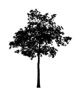 Beyaz arkaplanda fırça için ağaç silueti