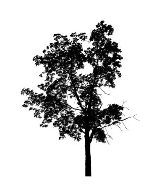 Beyaz arkaplanda fırça için ağaç silueti