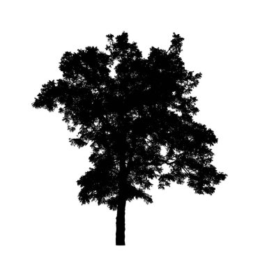 Beyaz arkaplanda fırça için ağaç silueti