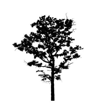 Beyaz arkaplanda fırça için ağaç silueti