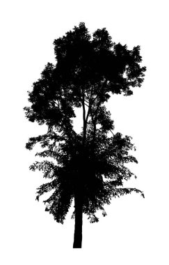 Beyaz arkaplanda fırça için ağaç silueti