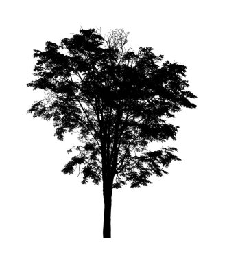 Beyaz arkaplanda fırça için ağaç silueti