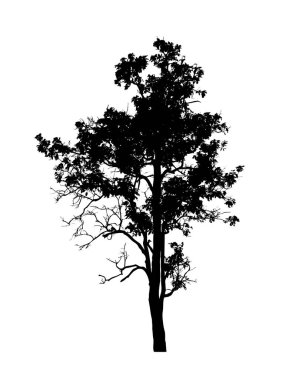 Beyaz arkaplanda fırça için ağaç silueti