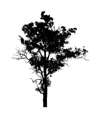 Beyaz arkaplanda fırça için ağaç silueti