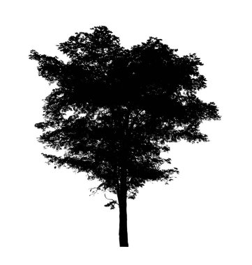 Beyaz arkaplanda fırça için ağaç silueti