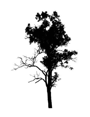 Beyaz arkaplanda fırça için ağaç silueti