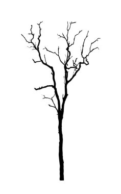 Beyaz arkaplanda fırça için ağaç silueti