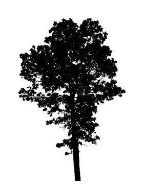 Beyaz arkaplanda fırça için ağaç silueti