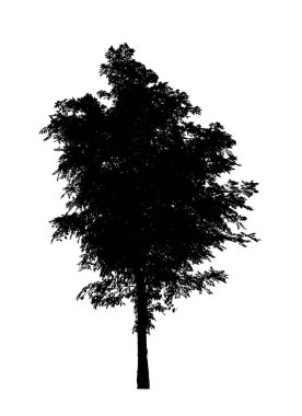 Beyaz arkaplanda fırça için ağaç silueti