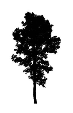 Beyaz arkaplanda fırça için ağaç silueti