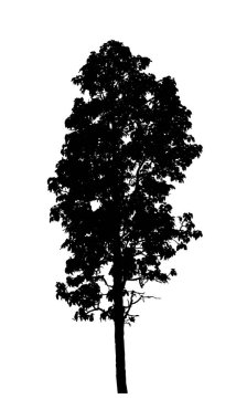 Beyaz arkaplanda fırça için ağaç silueti