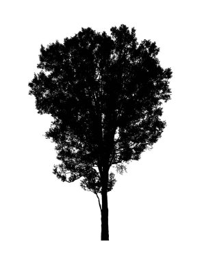 Beyaz arkaplanda fırça için ağaç silueti