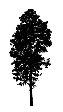 Beyaz arkaplanda fırça için ağaç silueti