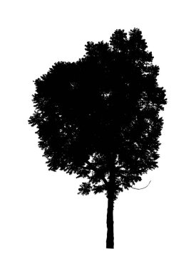 Beyaz arkaplanda fırça için ağaç silueti