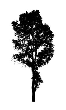 Beyaz arkaplanda fırça için ağaç silueti
