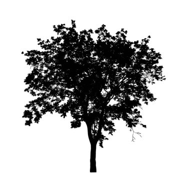 Beyaz arkaplanda fırça için ağaç silueti