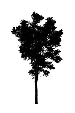 Beyaz arkaplanda fırça için ağaç silueti
