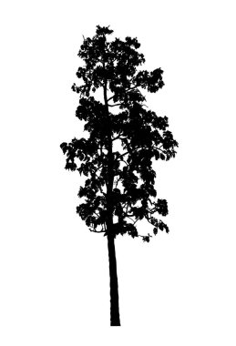 Beyaz arkaplanda fırça için ağaç silueti