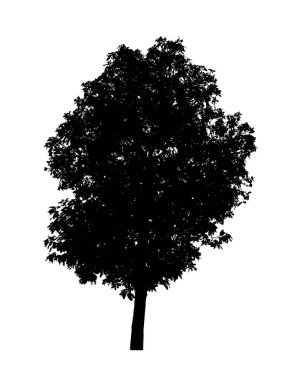 Beyaz arkaplanda fırça için ağaç silueti