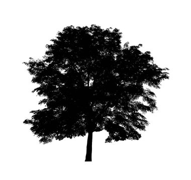 Beyaz arkaplanda fırça için ağaç silueti