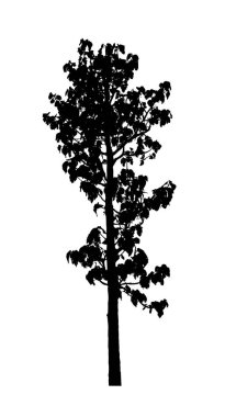 Beyaz arkaplanda fırça için ağaç silueti