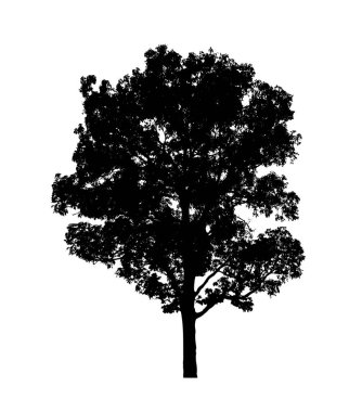 Beyaz arkaplanda fırça için ağaç silueti