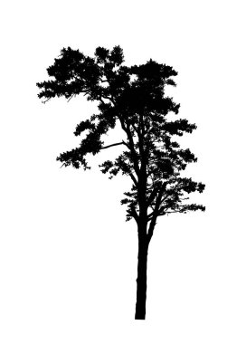 Beyaz arkaplanda fırça için ağaç silueti