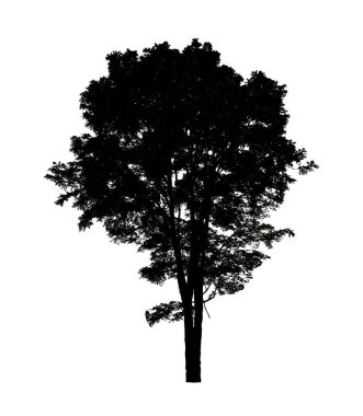Beyaz arkaplanda fırça için ağaç silueti