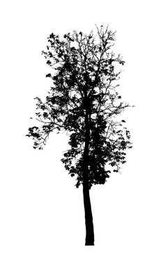 Beyaz arkaplanda fırça için ağaç silueti