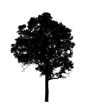 Beyaz arkaplanda fırça için ağaç silueti