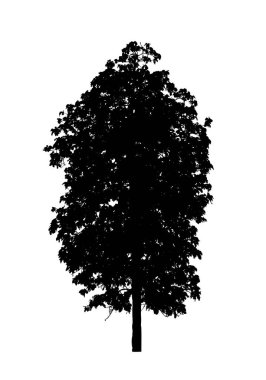 Beyaz arkaplanda fırça için ağaç silueti