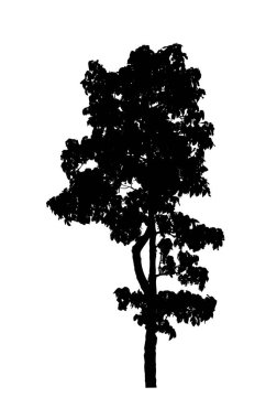 Beyaz arkaplanda fırça için ağaç silueti