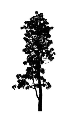 Beyaz arkaplanda fırça için ağaç silueti