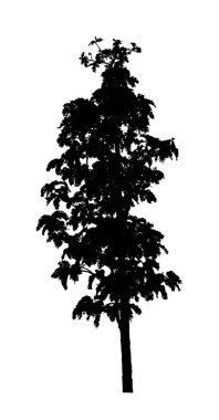 Beyaz arkaplanda fırça için ağaç silueti