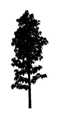 Beyaz arkaplanda fırça için ağaç silueti