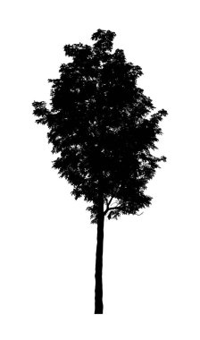 Beyaz arkaplanda fırça için ağaç silueti