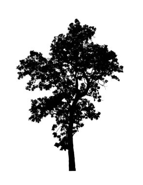 Beyaz arkaplanda fırça için ağaç silueti