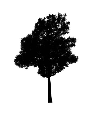 Beyaz arkaplanda fırça için ağaç silueti