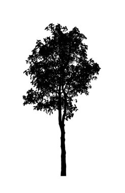Beyaz arkaplanda fırça için ağaç silueti