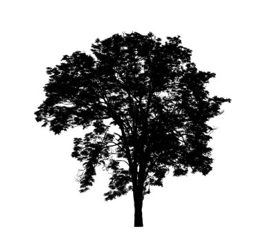Beyaz arkaplanda fırça için ağaç silueti