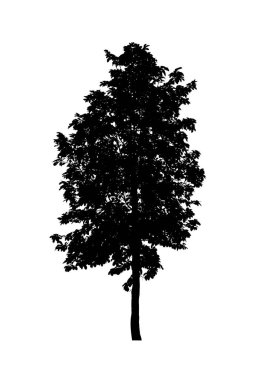 Beyaz arkaplanda fırça için ağaç silueti