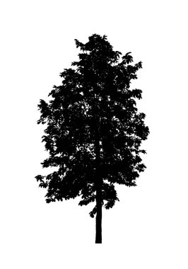 Beyaz arkaplanda fırça için ağaç silueti